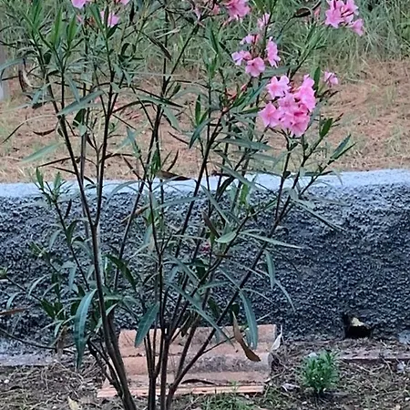 Laguna * Lido di Spina