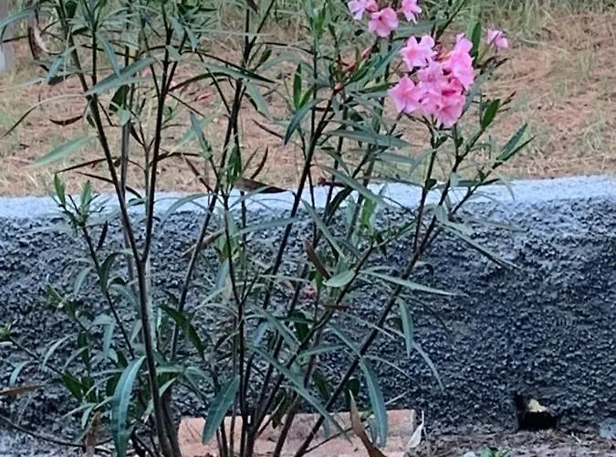 Laguna * Lido di Spina